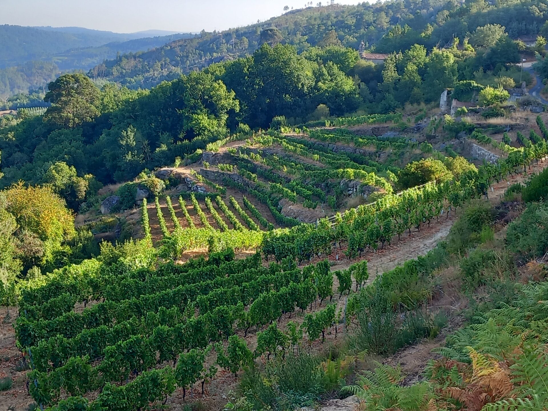 viñedo San Lourenzo-romané conti